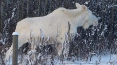 10 Nevjerovatnih albinos životinja